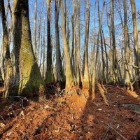 44.6 Acres in Holmes County MS - Horseshoe Brake