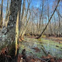44.6 Acres in Holmes County MS - Horseshoe Brake images 2