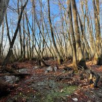 44.6 Acres in Holmes County MS - Horseshoe Brake images 3
