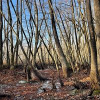 44.6 Acres in Holmes County MS - Horseshoe Brake images 4