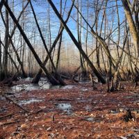 44.6 Acres in Holmes County MS - Horseshoe Brake images 5