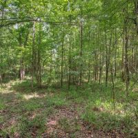 150 Acres Land for Sale Jefferson County MS images 2