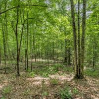 150 Acres Land for Sale Jefferson County MS images 3