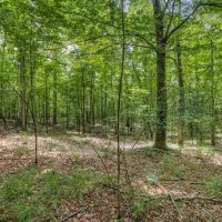 150 Acres Land for Sale Jefferson County MS images 4
