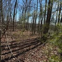 7275 Wolf Branch images 2