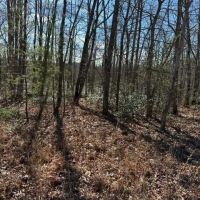 7275 Wolf Branch images 3