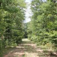 425 ACRES RUSK COUNTY TEXAS images 2