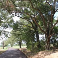 425 ACRES RUSK COUNTY TEXAS images 4