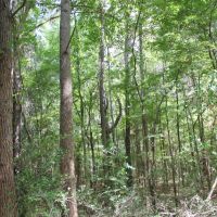 425 ACRES RUSK COUNTY TEXAS images 5