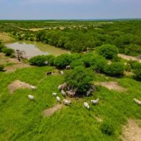 338 - ACRES Uvalde TX El Rialito Creek Ranch images 3