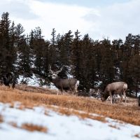 Elk Mountain Cattle Ranch images 4