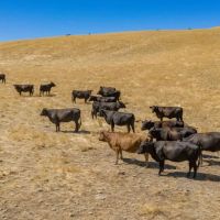 Pritchard Sumner Ranch images 2