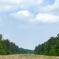47 Acres Cravens Camp Rd. D-2 Silsbee Stake images 2