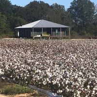 LA - Richland 207 acres -
