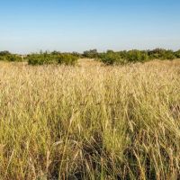 Mac Pasture Ranch images 2
