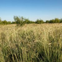 Mac Pasture Ranch images 5