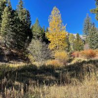 Bridger Creek Gem images 4