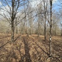 LA - West Carroll 80 acres - images 4