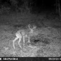 Prime Hunting Land for sale in Bayfield County Wisconsin images 3