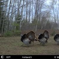 Prime Hunting Land for sale in Bayfield County Wisconsin images 4