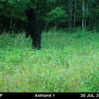 Prime Hunting Land for sale in Bayfield County Wisconsin images 5