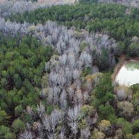 40 - Acres in Chambers County images 3