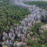 40 - Acres in Chambers County images 5