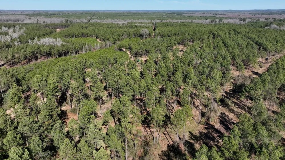 Black Farms Red River Parish 331 Acres - featured image