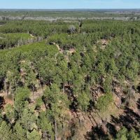 Black Farms Red River Parish 331 Acres -