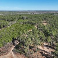 Black Farms Red River Parish 331 Acres - images 3