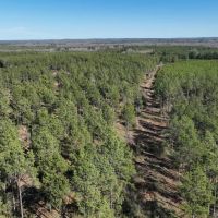 Black Farms Red River Parish 331 Acres - images 4