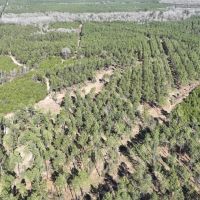 Black Farms Red River Parish 331 Acres - images 5