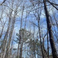 6 - Acres Tallapoosa County AL images 3