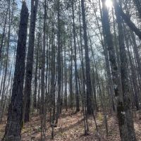 6 - Acres Tallapoosa County AL images 4