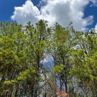 585 Acres The Game Preserve images 3