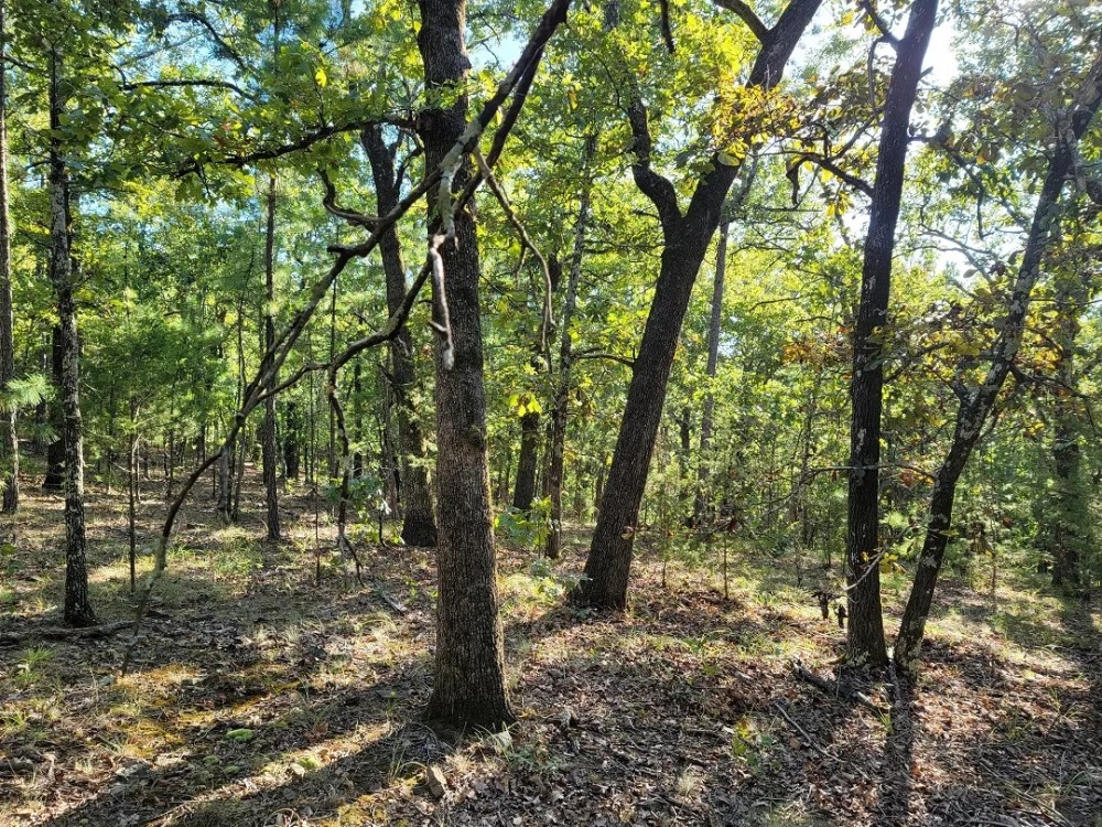 FLAT BUSH 10 - JUST REDUCED featured image