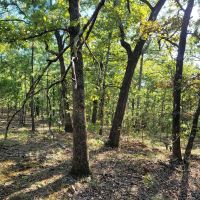 FLAT BUSH 10 - JUST REDUCED
