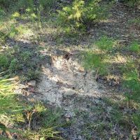 FLAT BUSH 10 - JUST REDUCED images 3