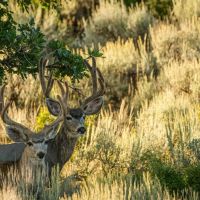 Top of the World Ranch images 5