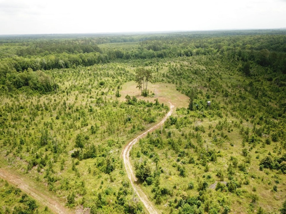 81.5 ACRES CADDO PARISH LOUISIANA featured image