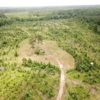 81.5 ACRES CADDO PARISH LOUISIANA images 3