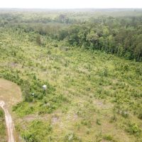 81.5 ACRES CADDO PARISH LOUISIANA images 4