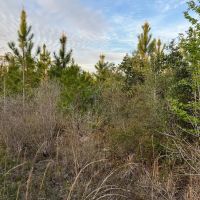 417 ACRES HARDIN COUNTY TEXAS images 2