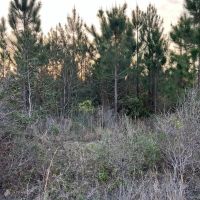 417 ACRES HARDIN COUNTY TEXAS images 3