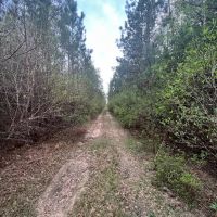 417 ACRES HARDIN COUNTY TEXAS images 4