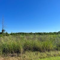 SOLD 237 Black Belt Hunting Tract images 2