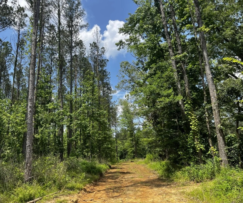 443 Acres in Attala County MS featured image