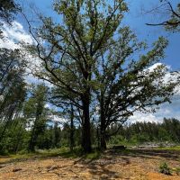 443 Acres in Attala County MS images 5