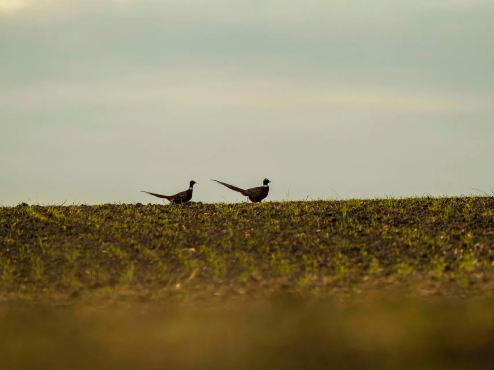 Rock Creek Farm at Fort Peck featured image