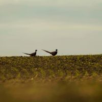 Rock Creek Farm at Fort Peck